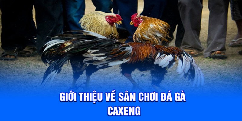 Giới thiệu về sân chơi đá gà Caxeng