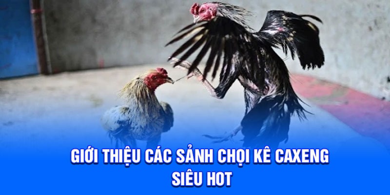 Giới thiệu các sảnh chọi kê Caxeng siêu hot