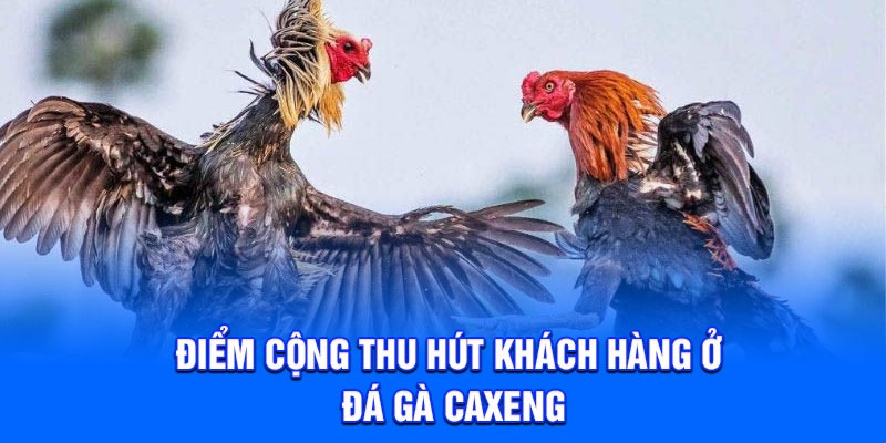 Điểm cộng thu hút khách hàng ở đá gà Caxeng