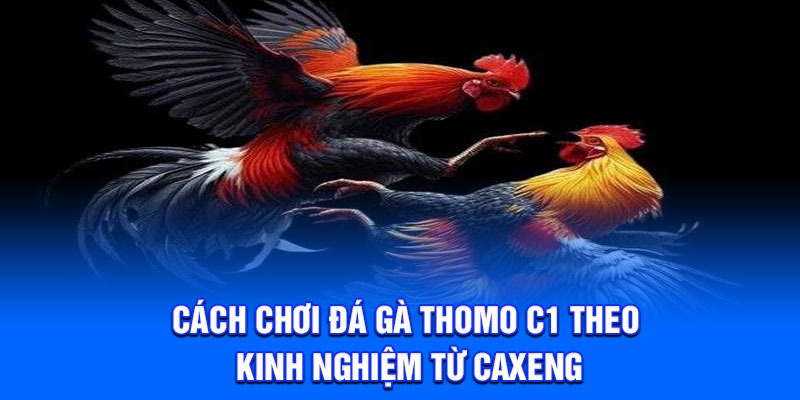 Cách chơi đá gà thomo c1 theo kinh nghiệm từ Caxeng