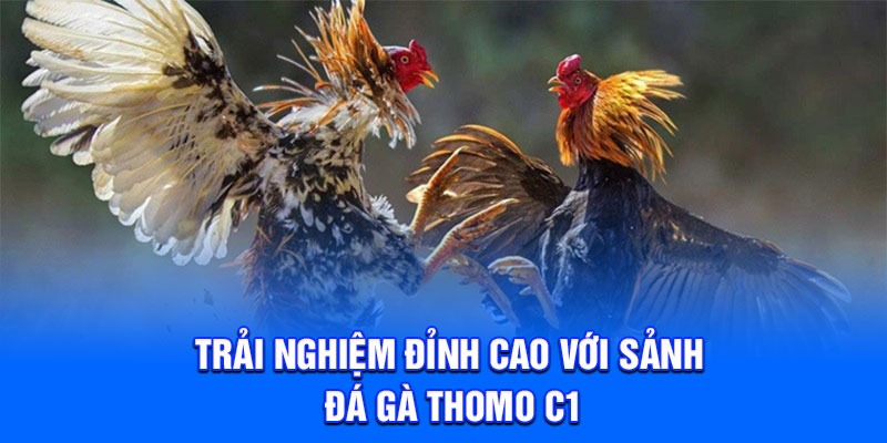 Trải nghiệm đỉnh cao với sảnh đá gà thomo c1