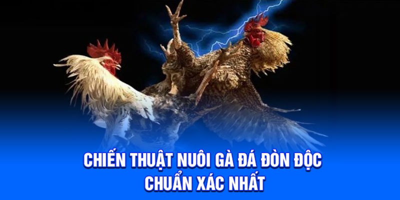 Chiến thuật nuôi gà đá đòn độc chuẩn xác nhất
