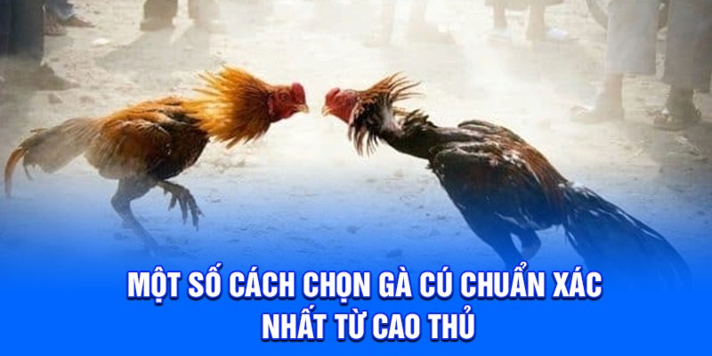 Một số cách chọn gà cú chuẩn xác nhất từ cao thủ