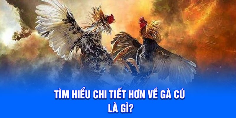 Hướng dẫn cách để nhận biết được gà cú là gì?